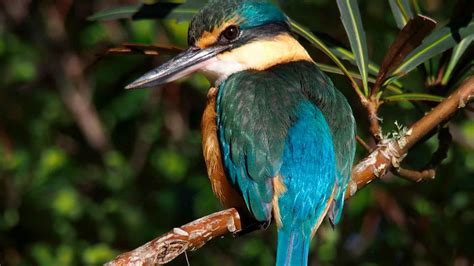 NZ Kingfisher | Kotare