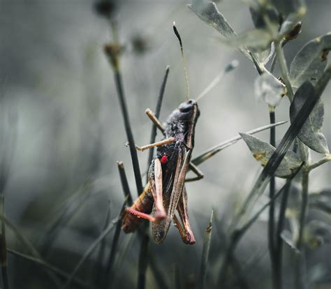 Close-Up Photo of Grasshopper · Free Stock Photo