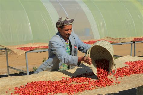 Yemen Haraz Coffee Single Farm