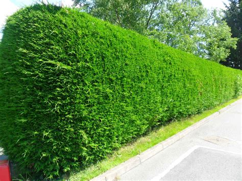 Making Your Garden Perfect: How to Plant a Hedge | Garden hedges, Hedging plants, Evergreen plants