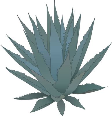 agave.png 387×400 pixels | Dibujos, Fondo de stich, Arte mexicano