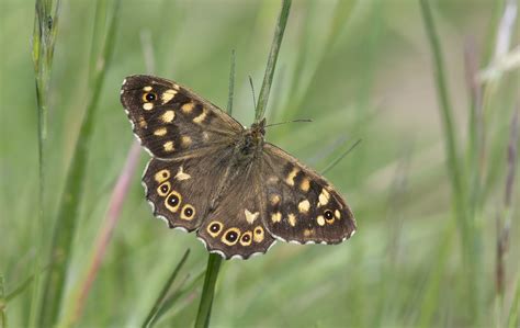 Speckled Wood