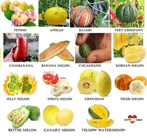 25 Melon Varieties to Try out in 2024 | Melon, Fruits and veggies ...