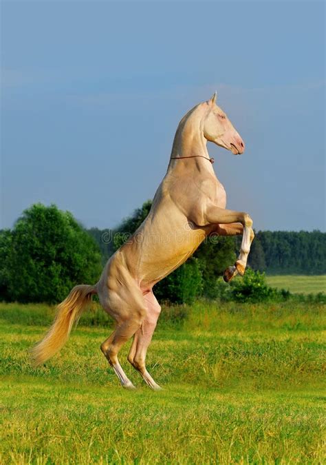 1+ Akhal teke horse rearing Free Stock Photos - StockFreeImages