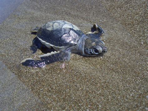 🔥 [50+] Baby Turtle Wallpapers | WallpaperSafari