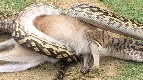 Do Burmese Pythons Eat Humans?