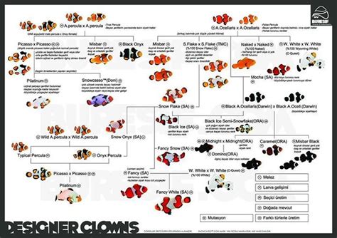 Ever wonder how'd they come up with my Clownfish? Here's your answer ...