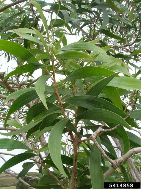 koa (Acacia koa)