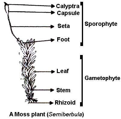 labelled diagram of Sporophyte of Moss - QS Study