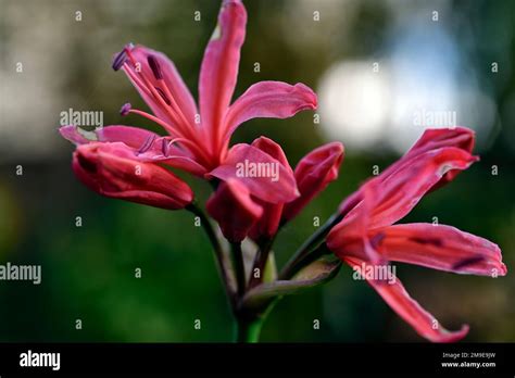 nerine sarniensis, Guernsey lily, Jersey lily, tender, flowering, bulb, flowers, red nerine ...