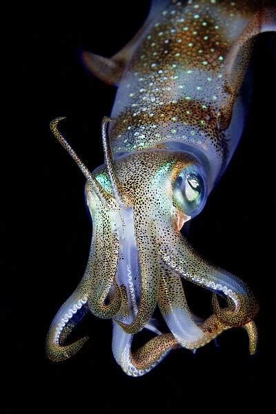 Sea Jewel. Reef squid portrait. Night dive (Print #13837853) Poster