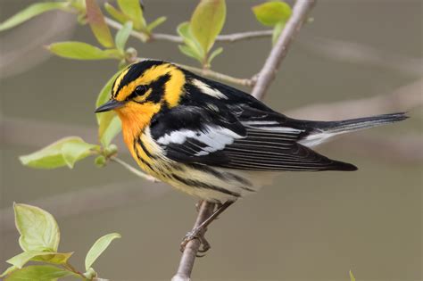 Blackburnian Warbler (male-spring) – Jeremy Meyer Photography