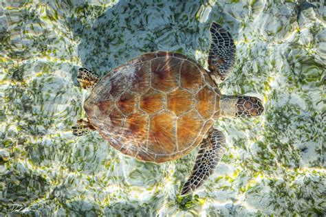 Turtle Sanctuary | Derek Nielsen Photography