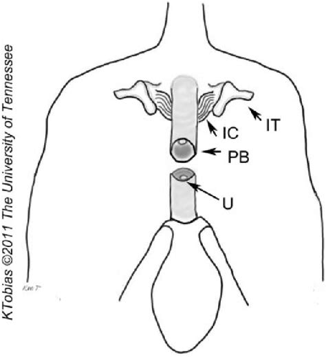 perineal urethrostomy cat procedure - Ferdinand Pulley