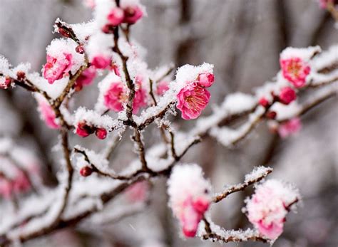 The Top Winter Flowers to Send This Year