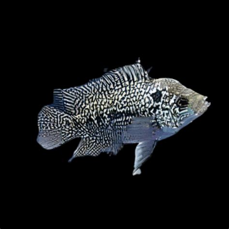 Flowerhorn Cichlid Super Kamfa Malau 5cm Juvenile Male – Sims Tropical ...