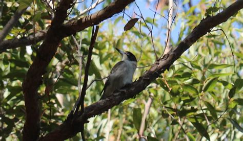 Nowra, NSW, AUS : r/whatsthisbird