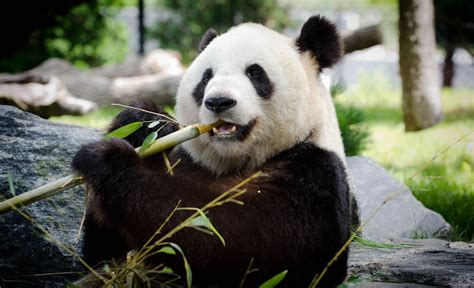 Giant Pandas Food