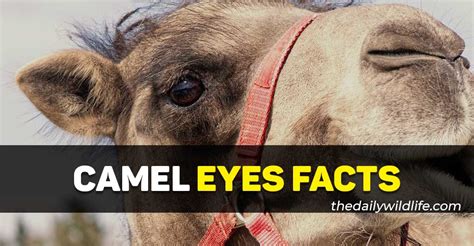 10 Fascinating Facts About Camel Eyes - The Daily Wildlife