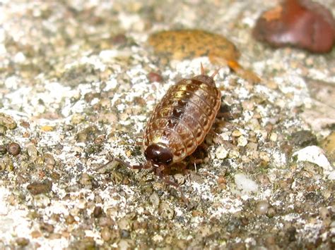 BugBlog: Woodlice Parade