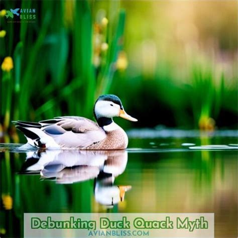 Unveiling Duck Quack Echo: Myths and Truths