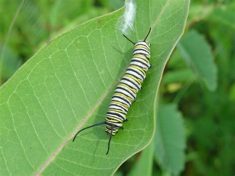 Monarch Butterflies - Wild About Utah