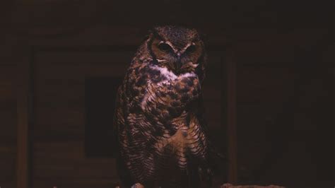 Black owl, birds, owl HD wallpaper | Wallpaper Flare