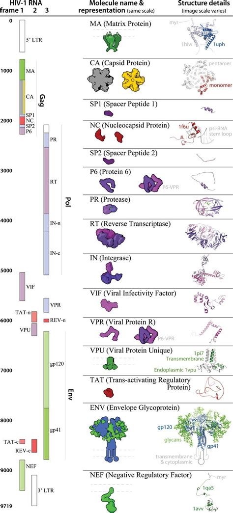 HIV-1_0.1.5 ingredient representations with structural summaries. The ...