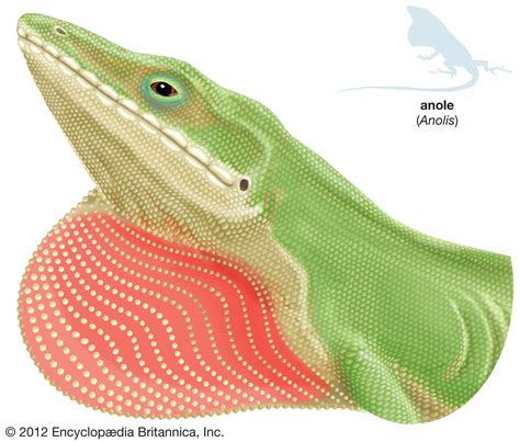 Anole | Tree-dwelling, Caribbean, Reptile | Britannica