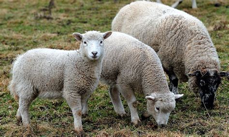 Schmallenberg virus: Deadly sheep diseasse may spread across Britain by ...