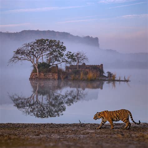 Is this the perfect Ranthambore shot? | Condé Nast Traveller India