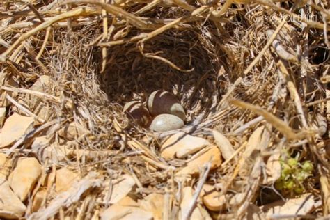 The Horned lark (Eremophila alpestris) – Society for the Protection of Nature in Lebanon