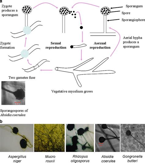 (a) Life cycle of fungi, asexual and sexual reproduction of fungi. Most ...