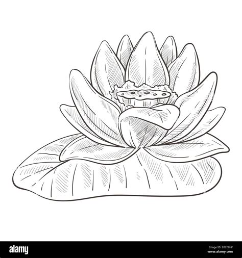 Flower sketch, lotus blossom and leaf isolated pencil drawing Stock ...