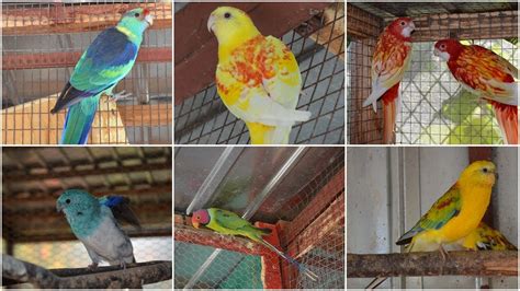 Breeding Parrot pairs Spring 2014 - YouTube