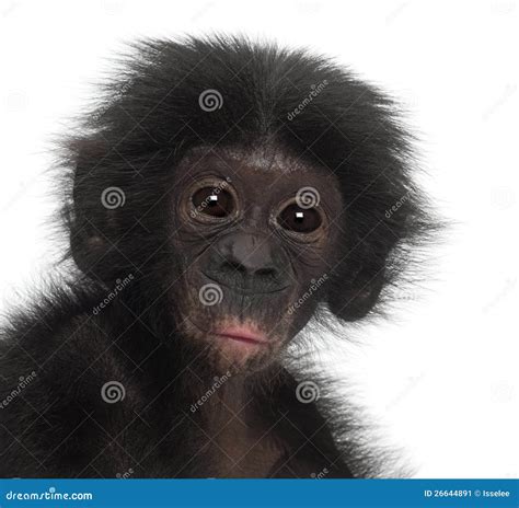 Baby Bonobo, Pan Paniscus, 4 Months Old Stock Image - Image of looking, paniscus: 26644891