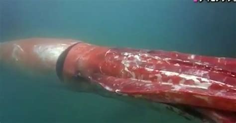 Mysterious giant squid is ready for its close-up in amazing footage ...