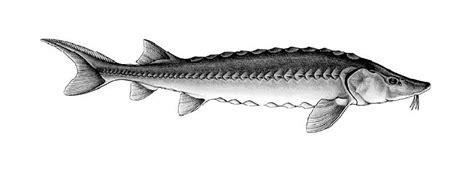 Drawing of a Sturgeon | the Ojibwe People's Dictionary