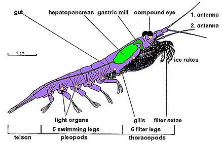 Krill - Wikipedia