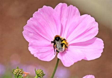 Free picture: bee, flower, summer, garden, petal, insect, nature, flora