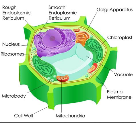 What are Some Organelles in the Cell? (with pictures)