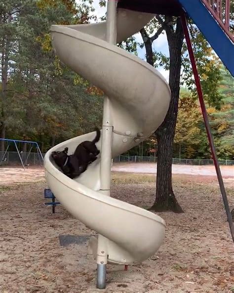 Dog Goes Down Slide At The Park | Have you ever seen a dog so excited ...