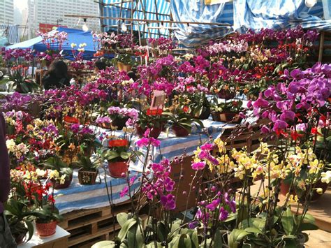 Hong Kong. Orchids in the Chinese New Year flower market.