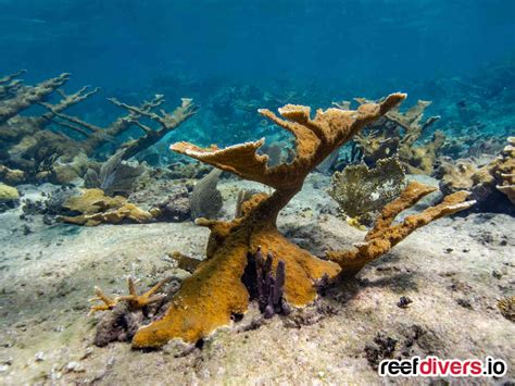 Magnificent Elkhorn Coral Habitat, Gardens of the Queen, Cuba Reef Divers