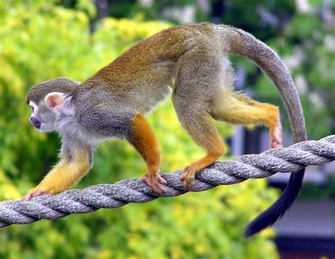 a small monkey walking on top of a rope