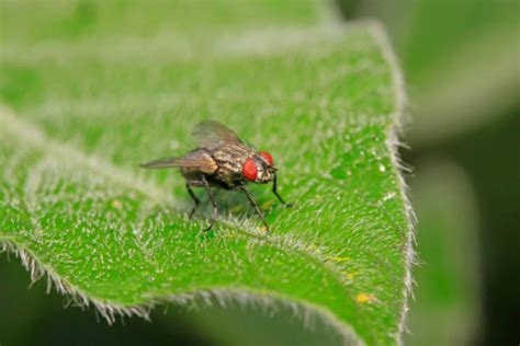 350+ Tachinidae Stock Photos, Pictures & Royalty-Free Images - iStock