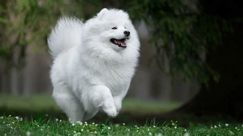 Pin de Velumani en Beautiful | Perro samoyedo, Perros esponjosos, Samoyedo