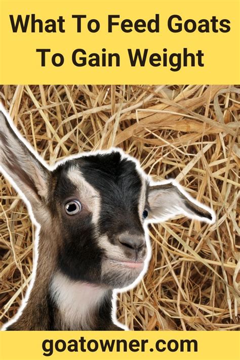 What To Feed Goats To Gain Weight (8 Ideas!) - Goat Owner