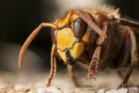 European hornet This is a European hornet, Really imposing animals! you can clearly hear them ...