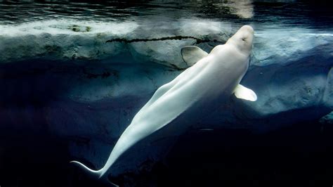 Beluga whale | Behaviours - WWF Arctic